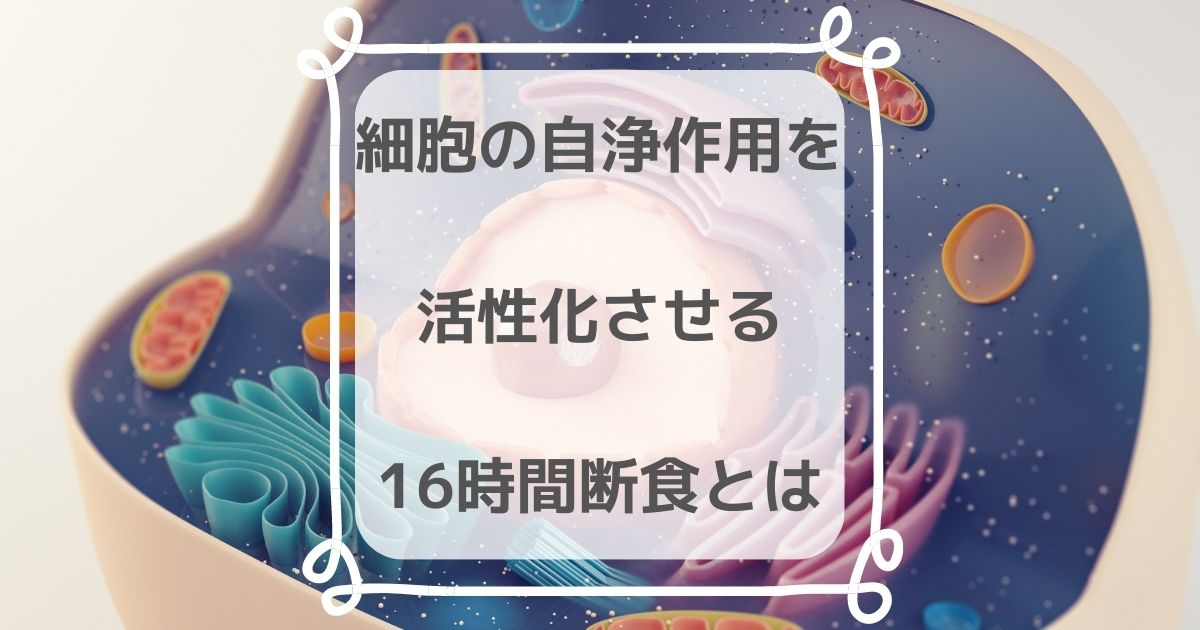 食事法 オートファジー 16時間断食 ダイエットのやり方を解説 きらくらし